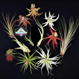 Air Plant Wholesale Mix - Tillandsia Live Plants for Terrariums & Favors - 2-5 inches - Image 1
