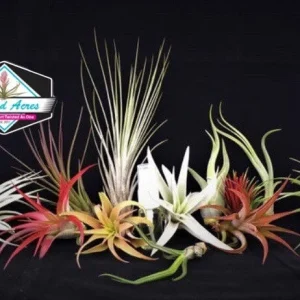 Air Plant Wholesale Mix - Tillandsia Live Plants for Terrariums & Favors - 2-5 inches - Image 4
