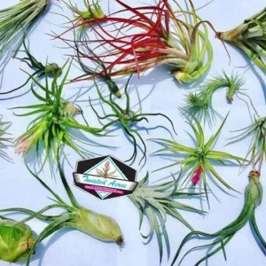Air Plant Wholesale Mix - Tillandsia Live Plants for Terrariums & Favors - 2-5 inches - Image 5