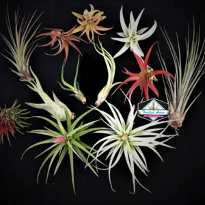 Air Plant Wholesale Mix - Tillandsia Live Plants for Terrariums & Favors - 2-5 inches - Image 6