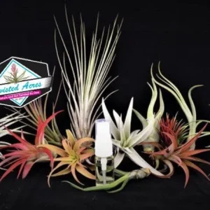 Air Plant Wholesale Mix - Tillandsia Live Plants for Terrariums & Favors - 2-5 inches - Image 7