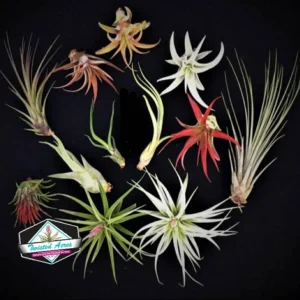 Air Plant Wholesale Mix - Tillandsia Live Plants for Terrariums & Favors - 2-5 inches - Image 8