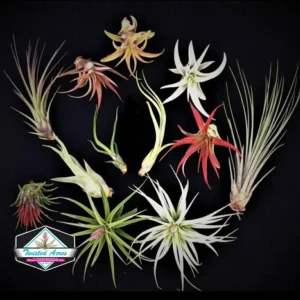 Air Plant Wholesale Mix - Tillandsia Live Plants for Terrariums & Favors - 2-5 inches - Image 9