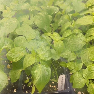 Aji Chinchi Amarillo Peruvian Hot Pepper Live Plants - 3 Pack, 75+ Days Old, Yellow, Outdoor - Image 2