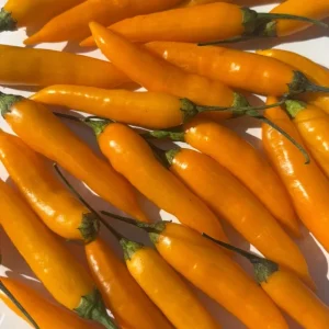 Aji Chinchi Amarillo Peruvian Hot Pepper Live Plants - 3 Pack, 75+ Days Old, Yellow, Outdoor - Image 3
