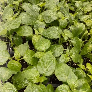 Aji Chinchi Amarillo Peruvian Hot Pepper Live Plants - 3 Pack, 75+ Days Old, Yellow, Outdoor - Image 1