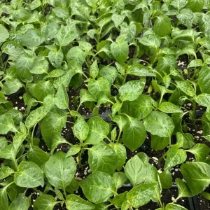 Aji Mango Live Plant - 3 Pack, Medium Hot Tropical Pepper (Capsicum baccatum), 75+ Days Old - Image 2