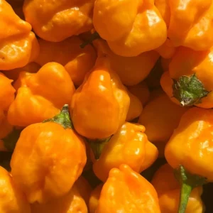 Aji Mango Live Plant - 3 Pack, Medium Hot Tropical Pepper (Capsicum baccatum), 75+ Days Old - Image 3