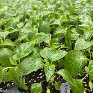 Aji Mango Live Plant - 3 Pack, Medium Hot Tropical Pepper (Capsicum baccatum), 75+ Days Old - Image 1