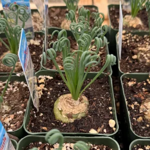 Albuca Spiralis Live Plant 4-6 inch Pot - Corkscrew Frizzle Sizzle Succulent - Image 1