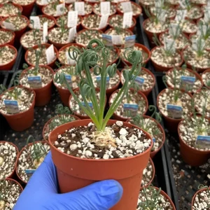 Albuca Spiralis Live Plant 4-6 inch Pot - Corkscrew Frizzle Sizzle Succulent - Image 3
