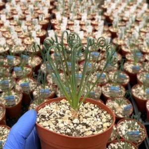 Albuca Spiralis Live Plant 4-6 inch Pot - Corkscrew Frizzle Sizzle Succulent - Image 4