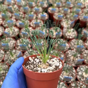 Albuca Spiralis Live Plant 4-6 inch Pot - Corkscrew Frizzle Sizzle Succulent - Image 5