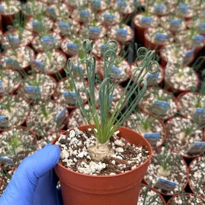 Albuca Spiralis Live Plant 4-6 inch Pot - Corkscrew Frizzle Sizzle Succulent - Image 6