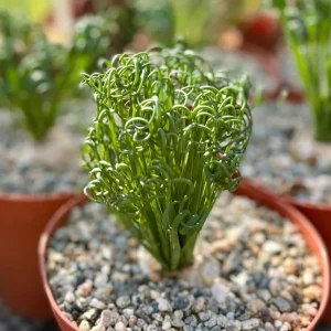 Albuca Spiralis Live Plant 4-6 inch Pot - Corkscrew Frizzle Sizzle Succulent - Image 7