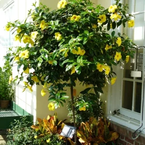 Allamanda Golden Butterfly Live Plant - Yellow Trumpet Vine, 2-Pack, 5-9 inches, Outdoor - Image 2