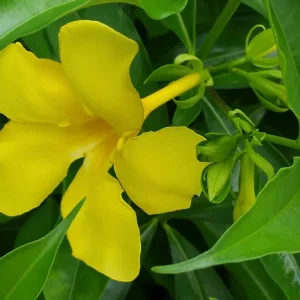Allamanda Golden Butterfly Live Plant - Yellow Trumpet Vine, 2-Pack, 5-9 inches, Outdoor - Image 3