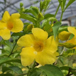Allamanda Golden Butterfly Live Plant - Yellow Trumpet Vine, 2-Pack, 5-9 inches, Outdoor - Image 4