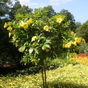 Allamanda Golden Butterfly Live Plant - Yellow Trumpet Vine, 2-Pack, 5-9 inches, Outdoor - Image 5