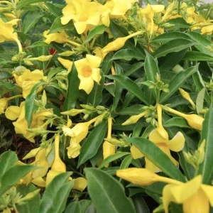 Allamanda Golden Butterfly Live Plant - Yellow Trumpet Vine, 2-Pack, 5-9 inches, Outdoor - Image 7