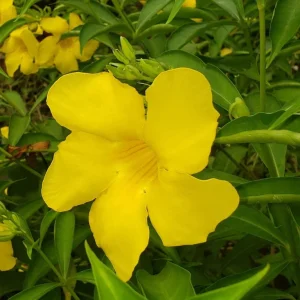 Allamanda Golden Butterfly Live Plant - Yellow Trumpet Vine, 2-Pack, 5-9 inches, Outdoor - Image 1