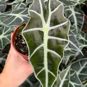 Alocasia Amazonica Live Plant - African Mask Houseplant in 4 inch Pot - Image 2