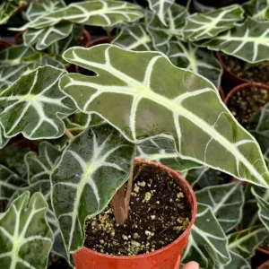Alocasia Amazonica Live Plant - African Mask Houseplant in 4 inch Pot - Image 3