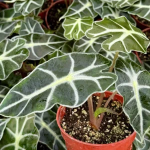 Alocasia Amazonica Live Plant - African Mask Houseplant in 4 inch Pot - Image 4