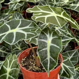 Alocasia Amazonica Live Plant - African Mask Houseplant in 4 inch Pot - Image 1