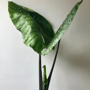 Alocasia Black Stem Live Plant – 3in Pot, Elegant Indoor Houseplant - Image 2