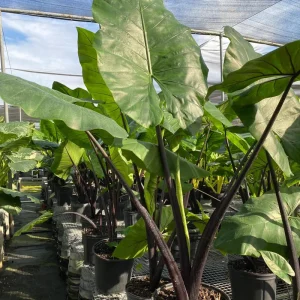Alocasia Black Stem Live Plant – 3in Pot, Elegant Indoor Houseplant - Image 3