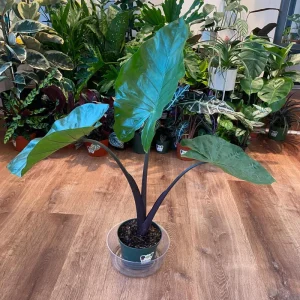 Alocasia Black Stem Live Plant – 3in Pot, Elegant Indoor Houseplant - Image 4