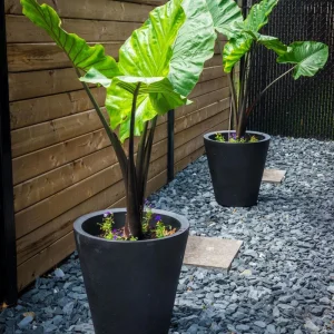 Alocasia Black Stem Live Plant – 3in Pot, Elegant Indoor Houseplant - Image 5