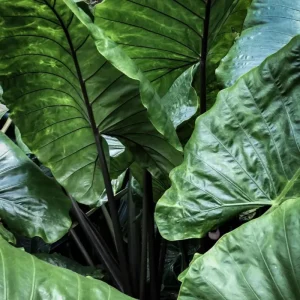 Alocasia Black Stem Live Plant – 3in Pot, Elegant Indoor Houseplant - Image 7
