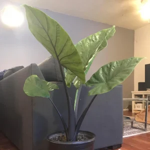 Alocasia Black Stem Live Plant – 3in Pot, Elegant Indoor Houseplant - Image 1