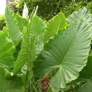 Alocasia Calidora Live Plant – 24 Inches Tall – Tropical Houseplant – Green Foliage – Indoor/Outdoor - Image 2