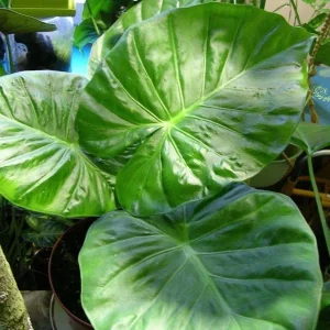 Alocasia Calidora Live Plant – 24 Inches Tall – Tropical Houseplant – Green Foliage – Indoor/Outdoor - Image 4