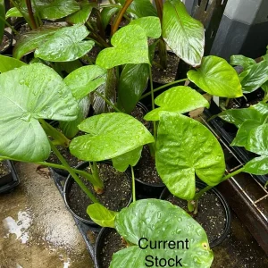 Alocasia Calidora Live Plant – 24 Inches Tall – Tropical Houseplant – Green Foliage – Indoor/Outdoor - Image 6