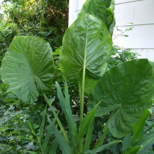 Alocasia Calidora Live Plant – 7-8 Inches Tall Elephant Ear – Indoor & Outdoor - Image 3