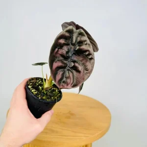 Alocasia Cuprea 'Red Secret' Live Plant - 5-9" Jewel Mirror Plant - Metallic Copper Foliage for Terrariums - Image 2