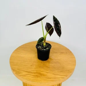 Alocasia Cuprea 'Red Secret' Live Plant - 5-9