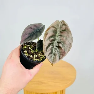 Alocasia Cuprea 'Red Secret' Live Plant - 5-9