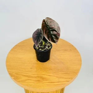 Alocasia Cuprea 'Red Secret' Live Plant - 5-9