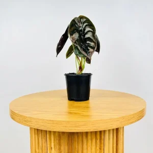 Alocasia Cuprea 'Red Secret' Live Plant - 5-9
