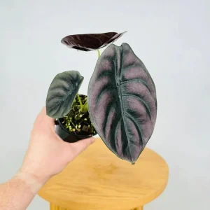 Alocasia Cuprea 'Red Secret' Live Plant - 5-9" Jewel Mirror Plant - Metallic Copper Foliage for Terrariums - Image 1