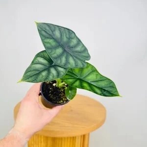 Alocasia Dragon Scale Live Plant - 5-9" Tall Rare Jewel Alocasia Indoor - Image 2