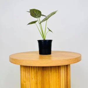 Alocasia Dragon Scale Live Plant - 5-9