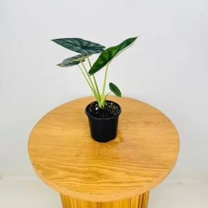 Alocasia Dragon Scale Live Plant - 5-9