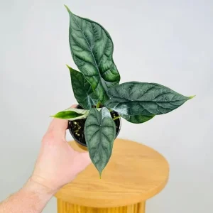 Alocasia Dragon Scale Live Plant - 5-9