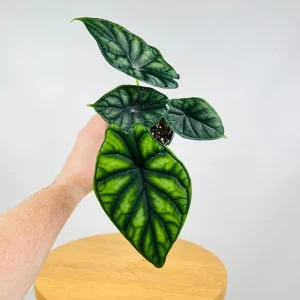 Alocasia Dragon Scale Live Plant - 5-9" Tall Rare Jewel Alocasia Indoor - Image 1